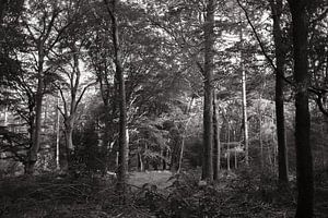 Forêt 07