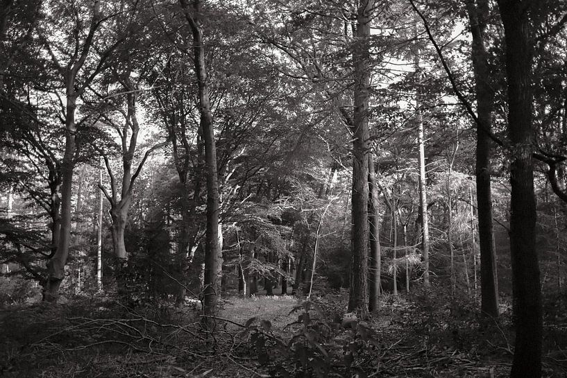 Wald 07 von Albert Hartwig