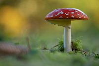 L'amanite tue-mouches au Neromhof à Meise.