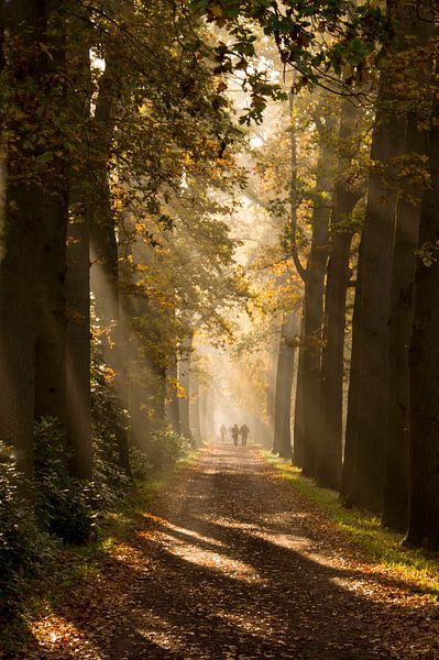 Morgenspaziergang (Spaziergänger zwischen den Sonnenharfen in einer Baumallee in Wassenaar) von Birgitte Bergman