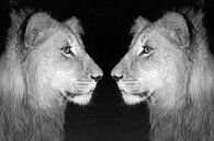 Lion Twins bw 18163 van Barbara Fraatz thumbnail