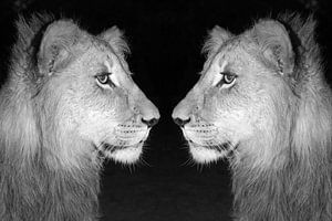 Lion Mâle Jumeaux sw 18163