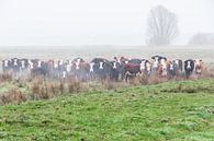 Koeien familie portret van Richard Janssen thumbnail