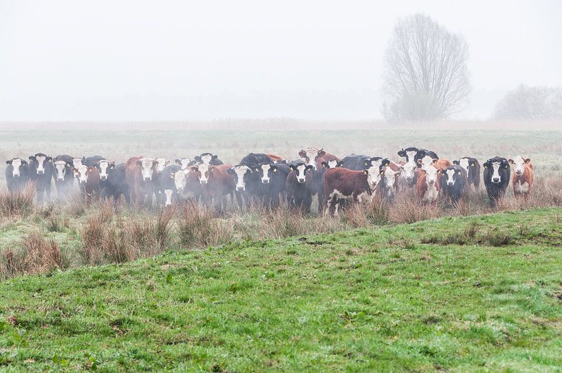 Cow family portrait by Richard Janssen