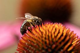 Abeille sauvage sur chapeau de soleil sur Arthur van der Zwan