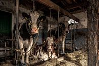 cows in a barn by Inge Jansen thumbnail