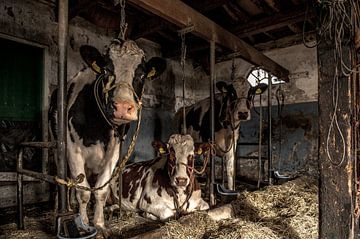 Les vaches du fermier Klein sur Inge Jansen