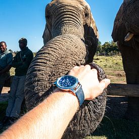 Saved elephant 2 by Pepijn van der Putten