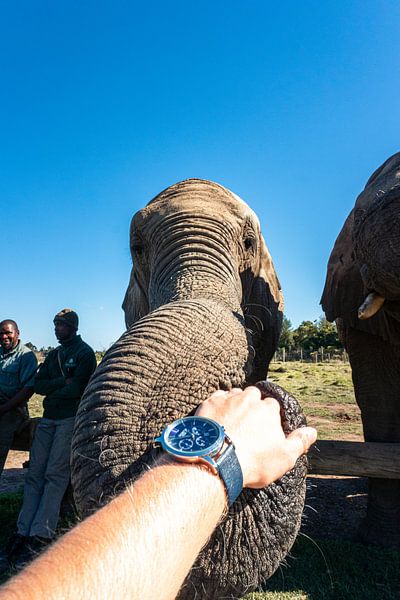Saved elephant 2 by Pepijn van der Putten