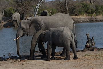 Baby drinkt bij moeder olifant van Sabine de Klerk