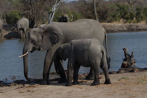 Baby drinks with mother elephant