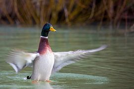 Landing approach by Britta Kärcher