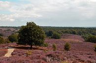 hügeliges Moorland der Posbank in Rheden in Blüte mit violettem Heidekraut von Robin Verhoef Miniaturansicht