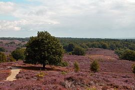 hilly moorland of the Posbank in Rheden in bloom with purple heather by Robin Verhoef