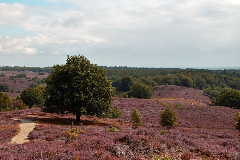 hügeliges Moorland der Posbank in Rheden in Blüte mit violettem Heidekraut von Robin Verhoef