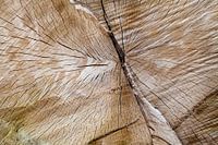 gesägter Baum mit interessanten Formen