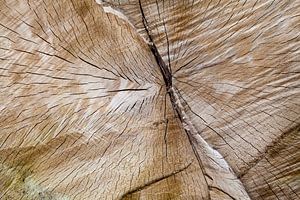 gesägter Baum mit interessanten Formen