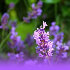 Dreamof lavender by M.A. Ziehr