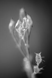Fading Nature 3