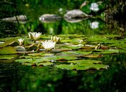 Witte waterlelie in de tuinvijver van ManfredFotos thumbnail