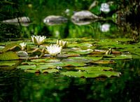 Witte waterlelie in de tuinvijver
