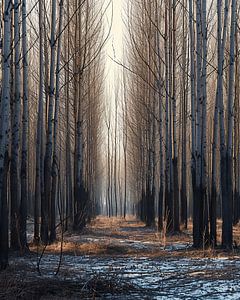 Spaziergang im Wald