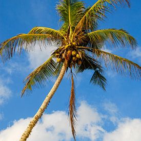 palmier avec noix de coco sur Jan Fritz