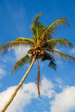 palmboom met kokosnoten van Jan Fritz