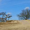 Bäume auf einer Düne von Gerard de Zwaan