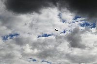 heron under threatening clouds