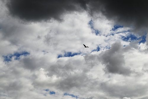 reiger onder dreigende wolken