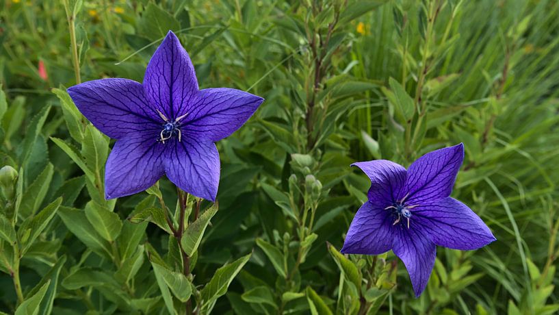 Lila Campanula von Timon Schneider