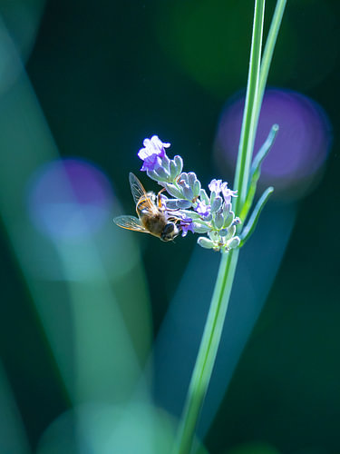 A blind bee on the lavender by Willemijn Wolthaus