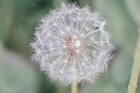 Beautiful dandelion photographed with macrolens