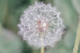 Beautiful dandelion photographed with macrolens by Jennifer Petterson