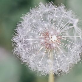 Wunderschöner Löwenzahn mit Makrolinsen fotografiert von Jennifer Petterson