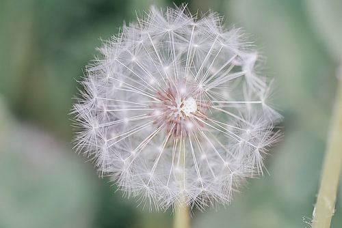 Beautiful dandelion photographed with macrolens