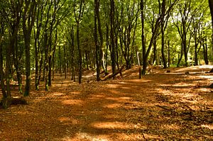 Eine sommerliche Waldlandschaft