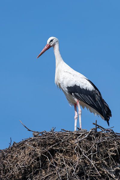 Een enkele volwassen ooievaar tegen een blauwe lucht op een groot nest van Tonko Oosterink