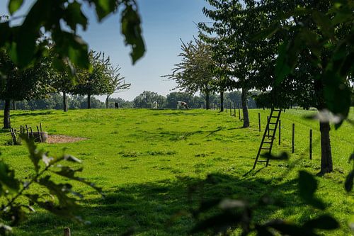 Cherry orchard in the setting sun