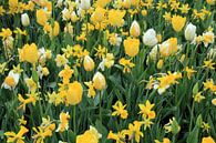 The Yellow Flower Field van Cornelis (Cees) Cornelissen thumbnail