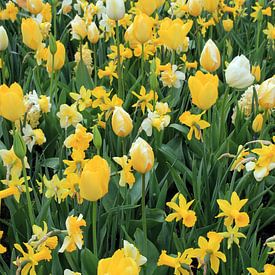 The Yellow Flower Field van Cornelis (Cees) Cornelissen