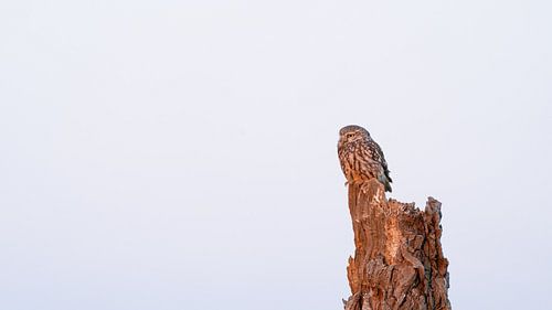 Steenuil in het eerste licht