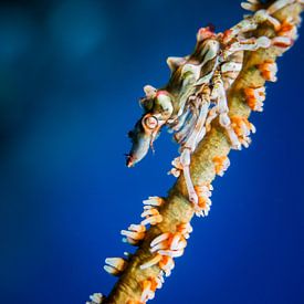 crab on swish coral by Marc Van den Broeck