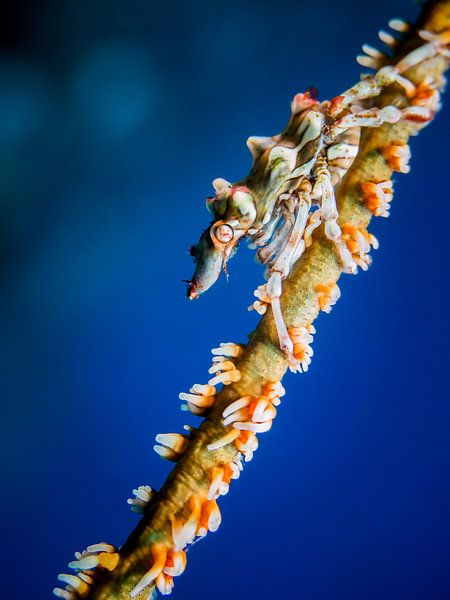 crab on swish coral by Marc Van den Broeck