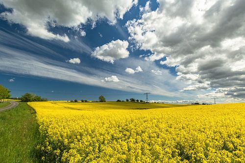 Champ de viol près de Sehlen
