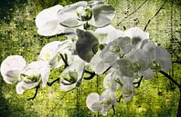 Orchideeën dromen  van Christine Nöhmeier thumbnail