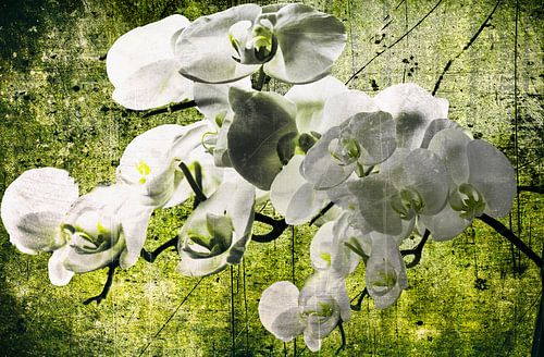 Orchideeën dromen 