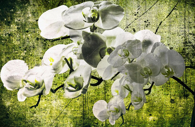 Orchideeën dromen  van Christine Nöhmeier