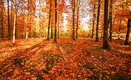 Warme Herfstzon in het Bos van Nancy Pauwels Photo